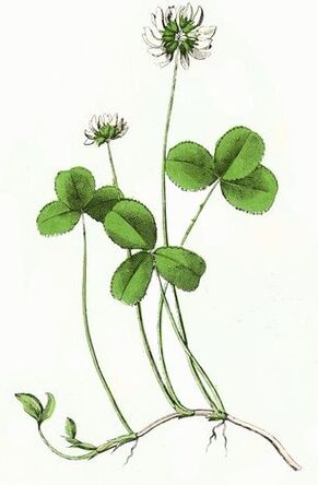 სამყურა